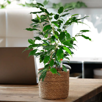 Schöne Jobpflanze für schreibtisch und Büro Benjamini Ficus mit Seegrastopf