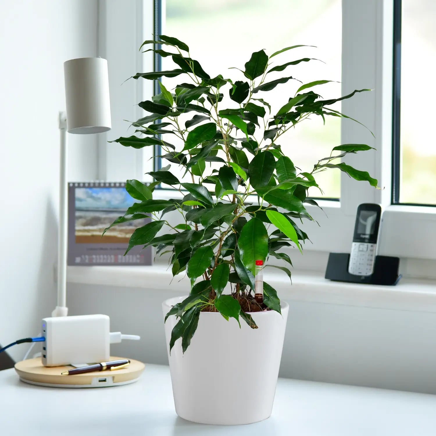 Schöne Jobpflanze für schreibtisch und Büro Benjamini Ficus mit Tara Topf weiß