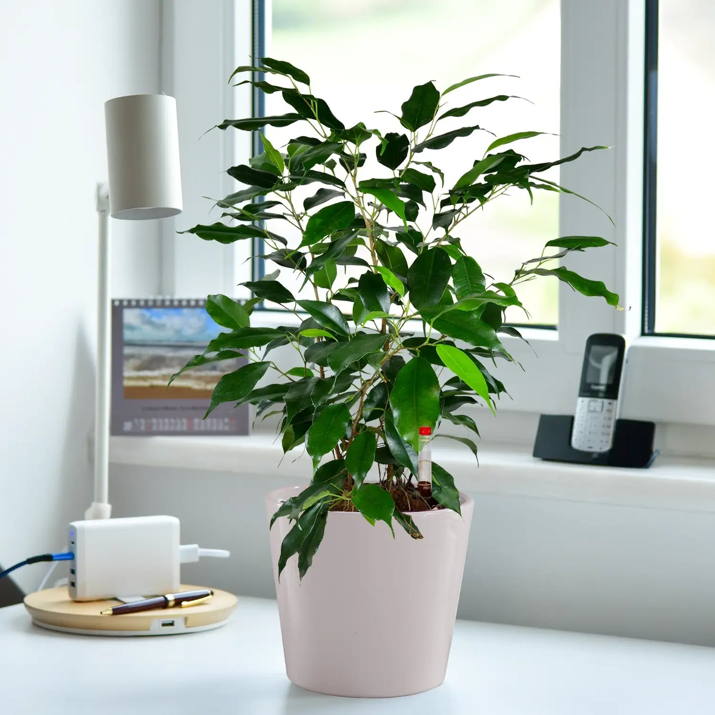 Schöne Jobpflanze für schreibtisch und Büro Benjamini Ficus mit Tara Topf