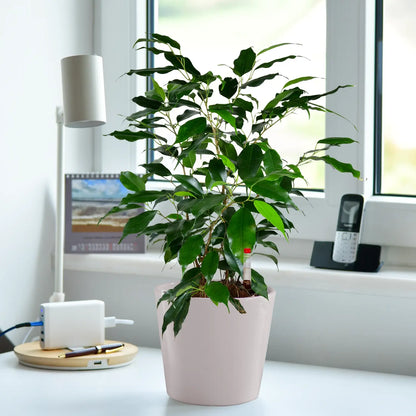 Schöne Jobpflanze für schreibtisch und Büro Benjamini Ficus mit Tara Topf