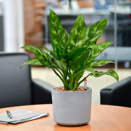 Marmorierte Maria Kolbenfaden in Hydrokultur für Büro oder Schreibtisch in Betontopf