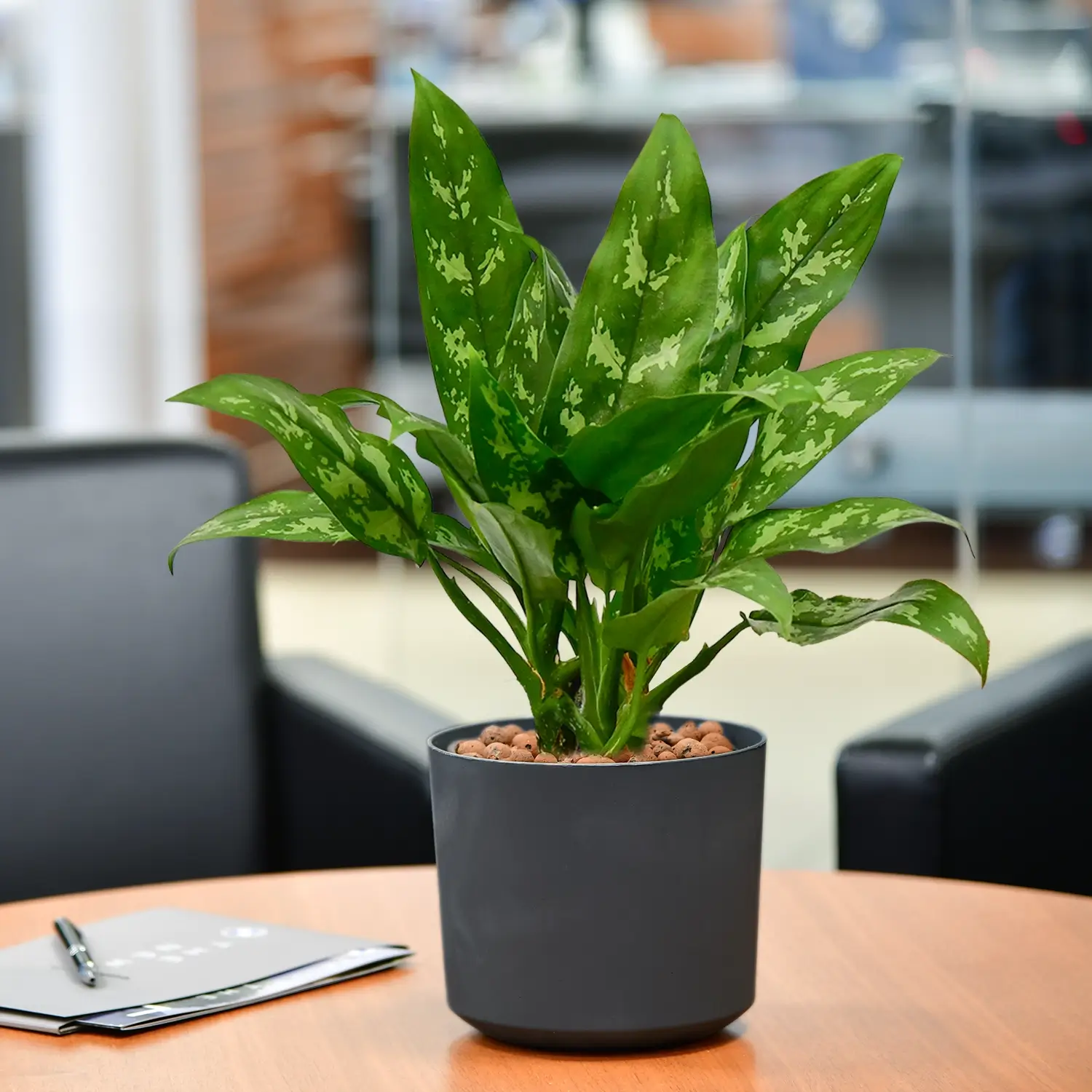 Marmorierte Maria Kolbenfaden in Hydrokultur für Büro oder Schreibtisch in Betontopf anthrazith