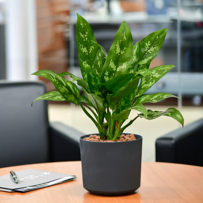 Marmorierte Maria Kolbenfaden in Hydrokultur für Büro oder Schreibtisch in Betontopf anthrazith