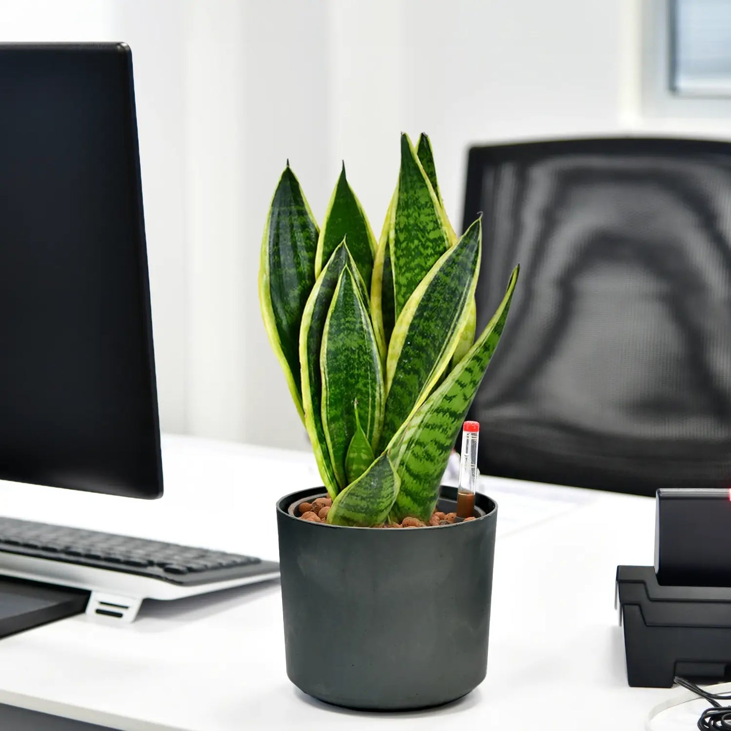 Schicke Schwiegermutterzunge Jobpflanze Bogenhanf Sansevieria für Büro oder Schreibtisch im Betontopf anthrazit