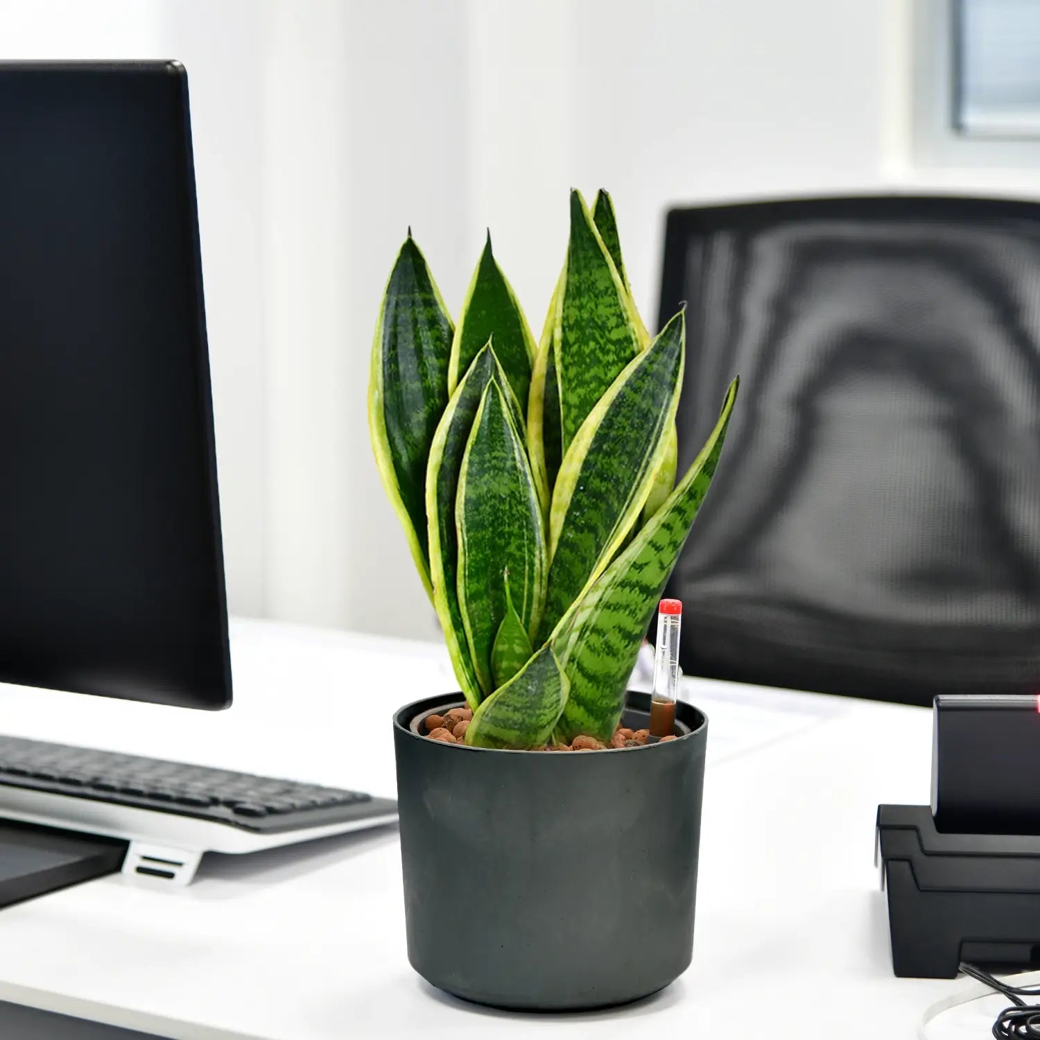 Schicke Schwiegermutterzunge Jobpflanze Bogenhanf Sansevieria für Büro oder Schreibtisch im Betontopf anthrazit