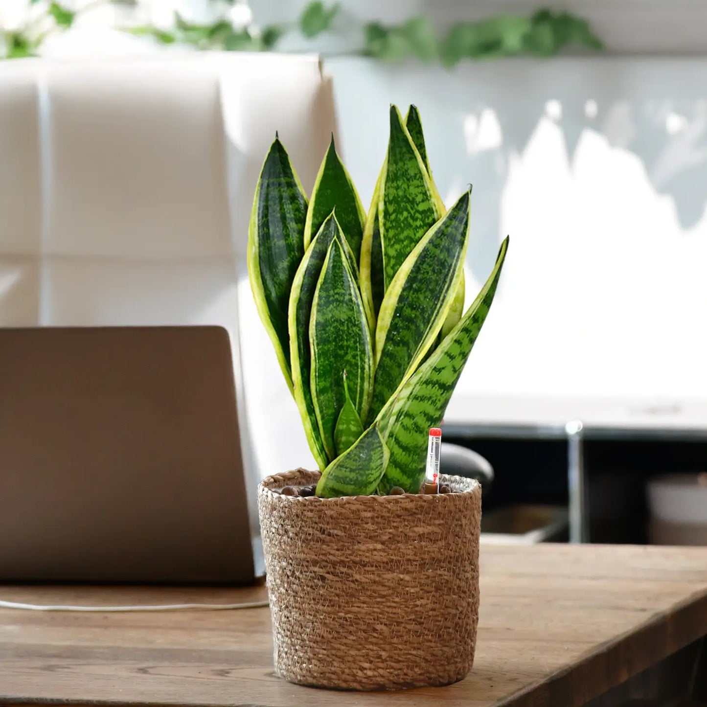 Schicke Schwiegermutterzunge Jobpflanze Bogenhanf Sansevieria für Büro oder Schreibtisch im Seegrastopf