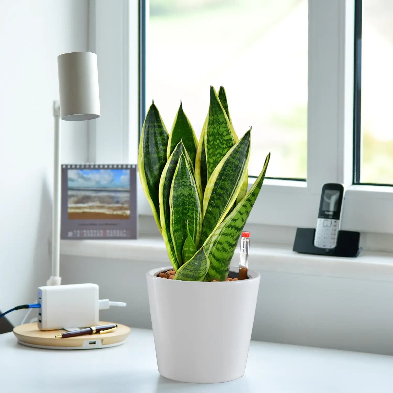 Schicke Schwiegermutterzunge Jobpflanze Bogenhanf Sansevieria für Büro oder Schreibtisch im keramik tara topf weiß