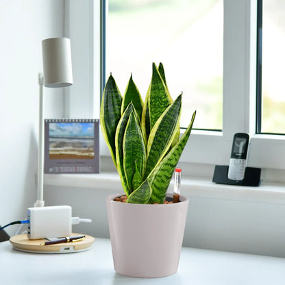 Schicke Schwiegermutterzunge Jobpflanze Bogenhanf Sansevieria für Büro oder Schreibtisch im Keramik Tara tOpf