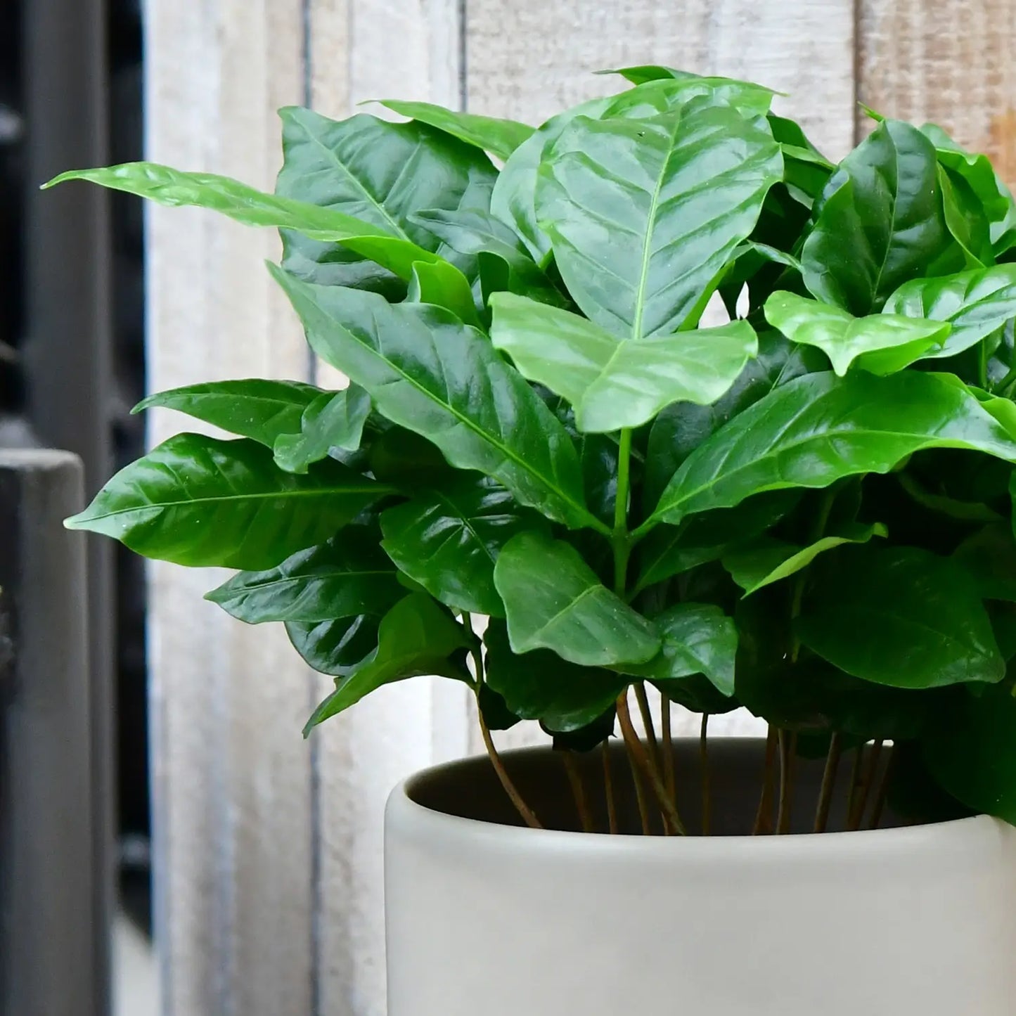 Blätter von gesunder, kräftiger Kaffeepflanze