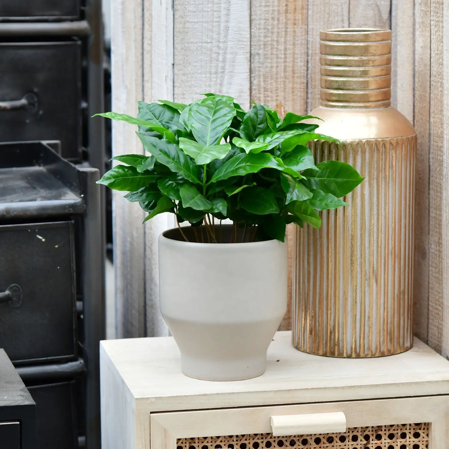 Kaffeepflanze in dekotopf auf kommode