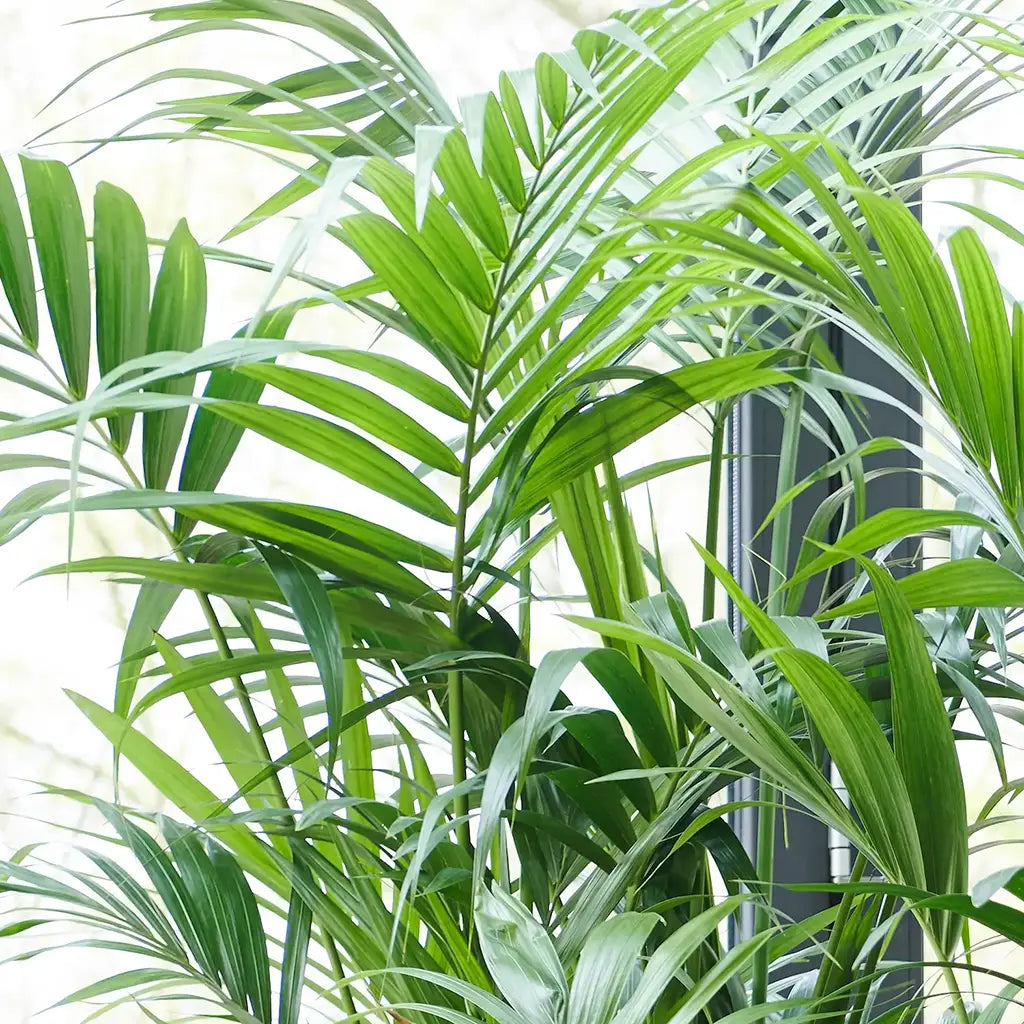 Palettenset Palmen-Keramik  6XL Büropflanzen in Hydrokultur