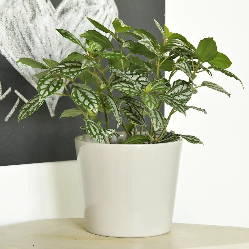 Zimmerpflanze in Keramiktopf 