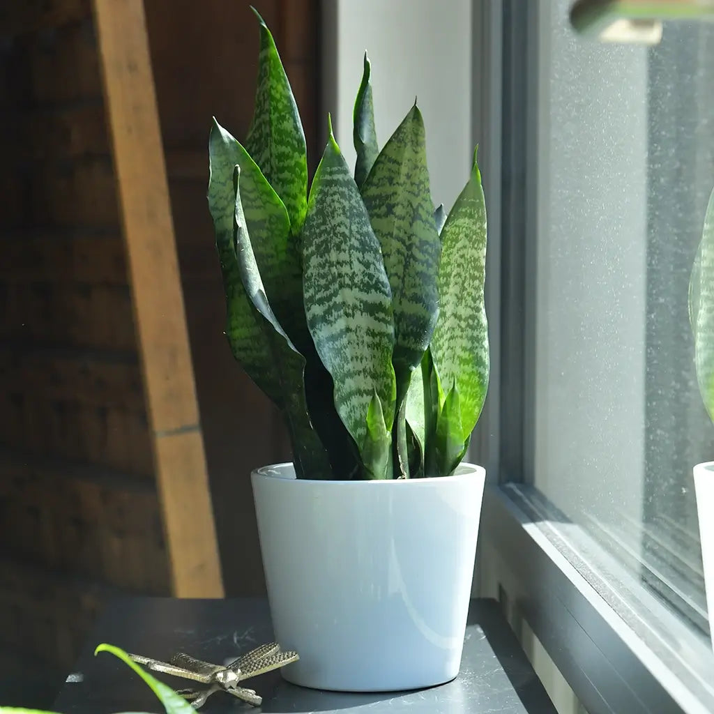 3er Übertopfset Hydro Tara