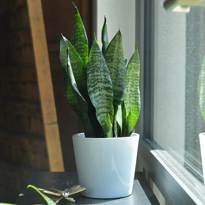 3er Übertopfset Hydro Tara