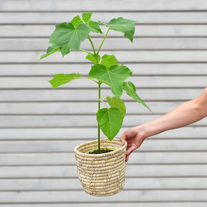 Kiribaum CO2 Klimabaum