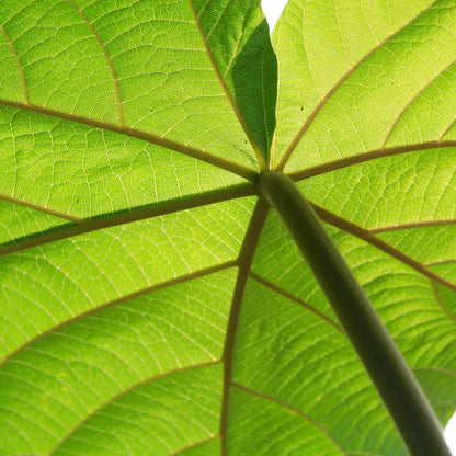 Kiribaum mit Pflanzset