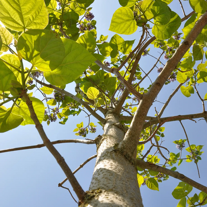 Kiribaum CO2 Klimabaum