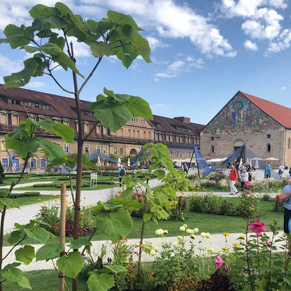 Kiribaum mit Pflanzset