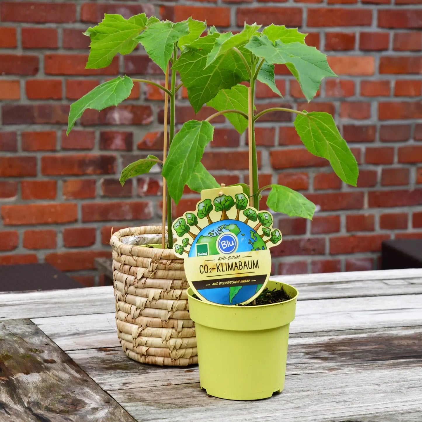 Kiribaum CO2 Klimabaum