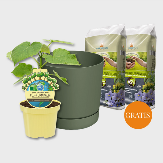 Kiribaum mit Pflanzset