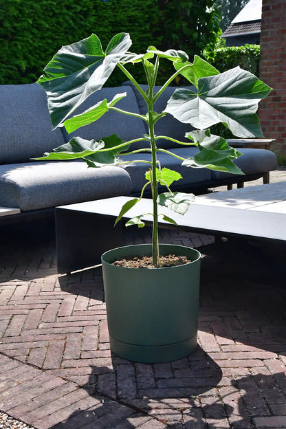 Kiribaum CO2 Klimabaum