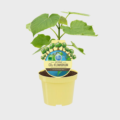 Kiribaum CO2 Klimabaum