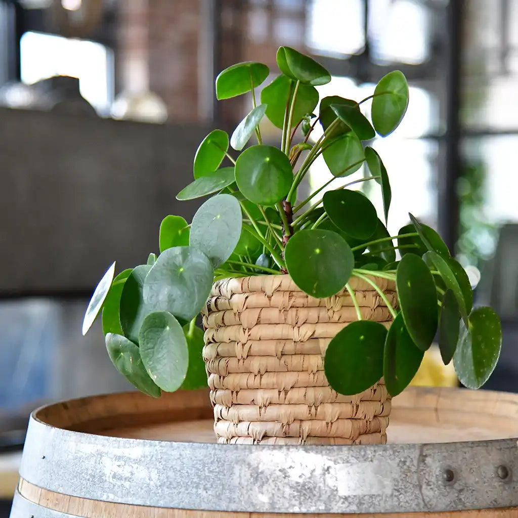 Übertopf für Pflanzen, Korb aus Palmblättern, 18cm, Naturtopf