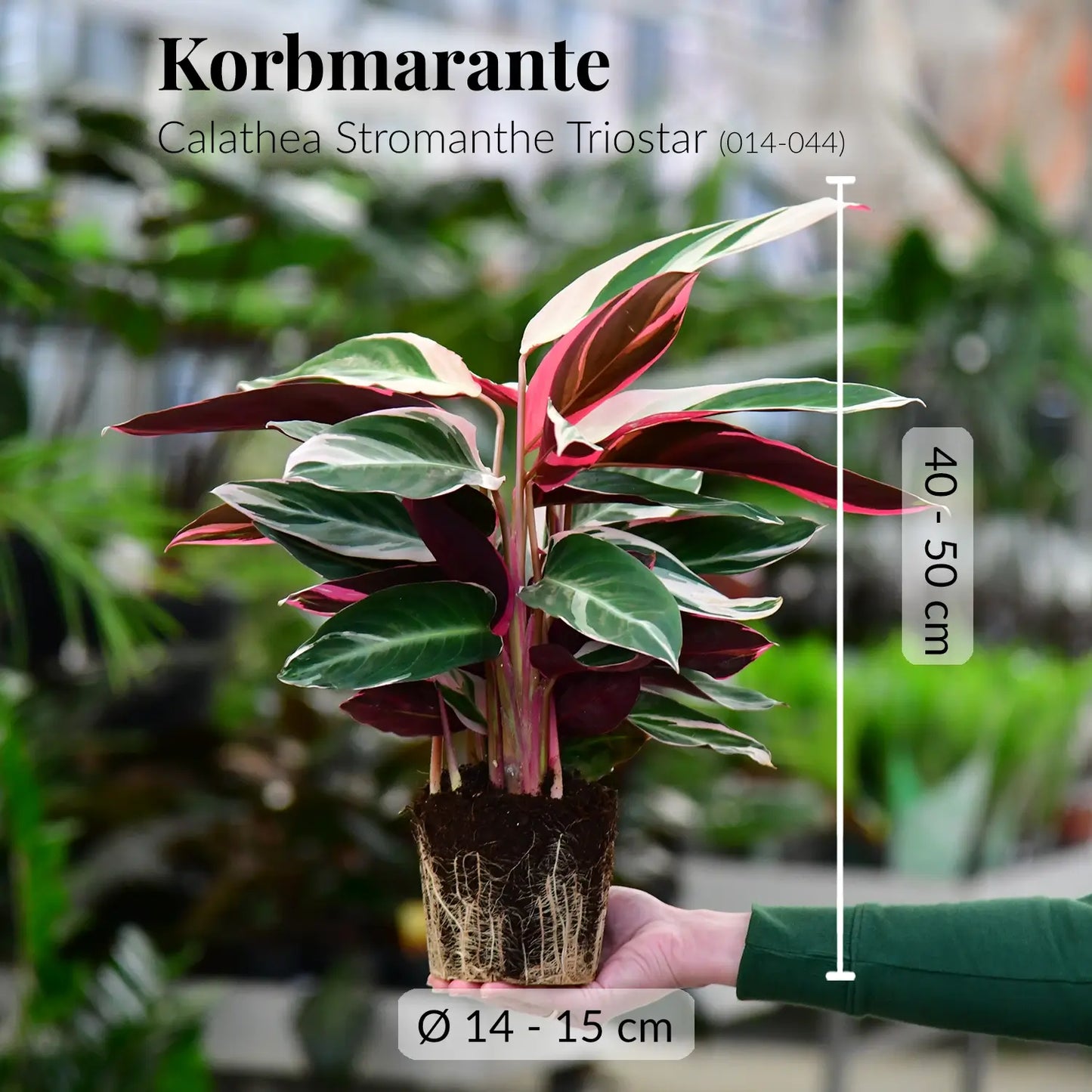 Mix & Match 6er Box ungiftige Pflanzen für wenig Licht