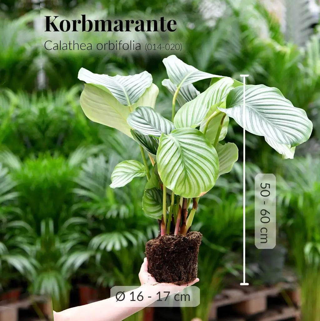 Frische Korbmarante direkt beim Gärtner mit Wurzeln