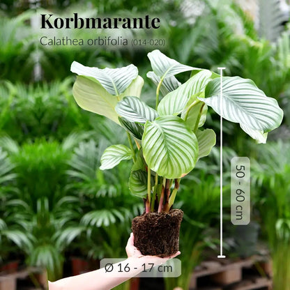 Frische Korbmarante direkt beim Gärtner mit Wurzeln