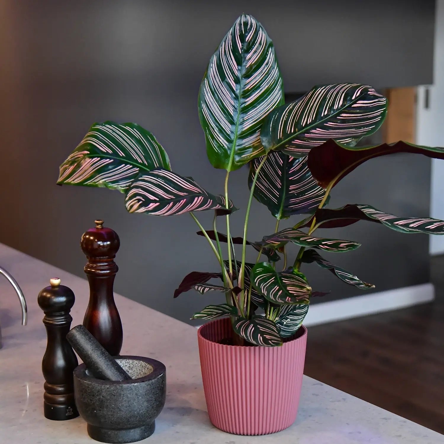 Gesunde, kräftige Calathea Ornata Sanderiana Zimmerpflanze als Zimmerpflanze zum Beispiel in der Küche