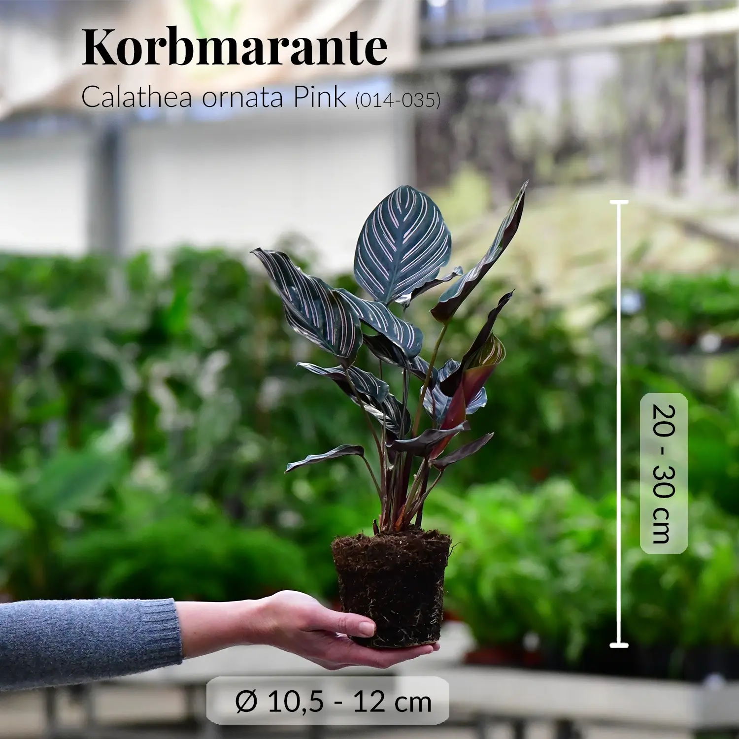 Calathea ornata pink mit gesunden Wurzeln direkt beim Gärtner