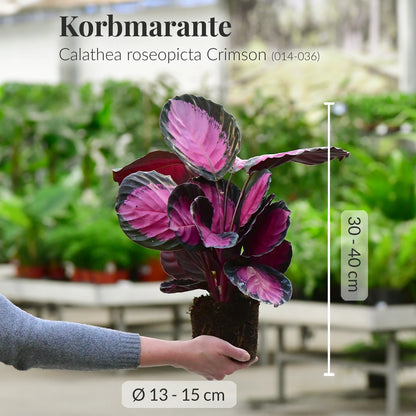 Calathea Rose Crimson