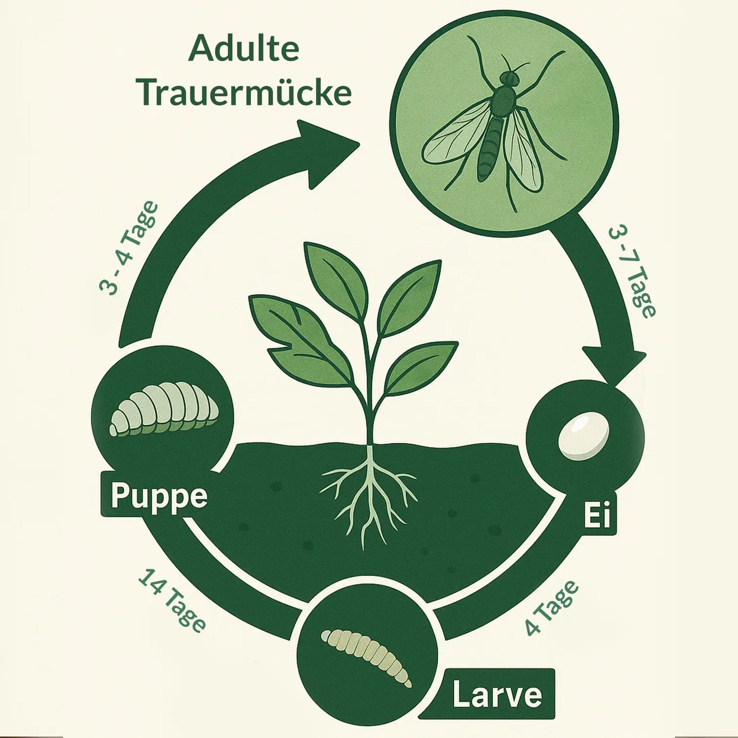 SF Nematoden gegen Trauermücken