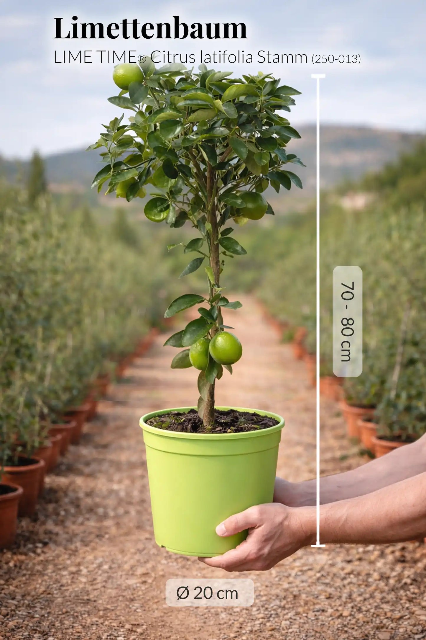 großer Limettenbaum mit Früchten frisch von der Plantage
