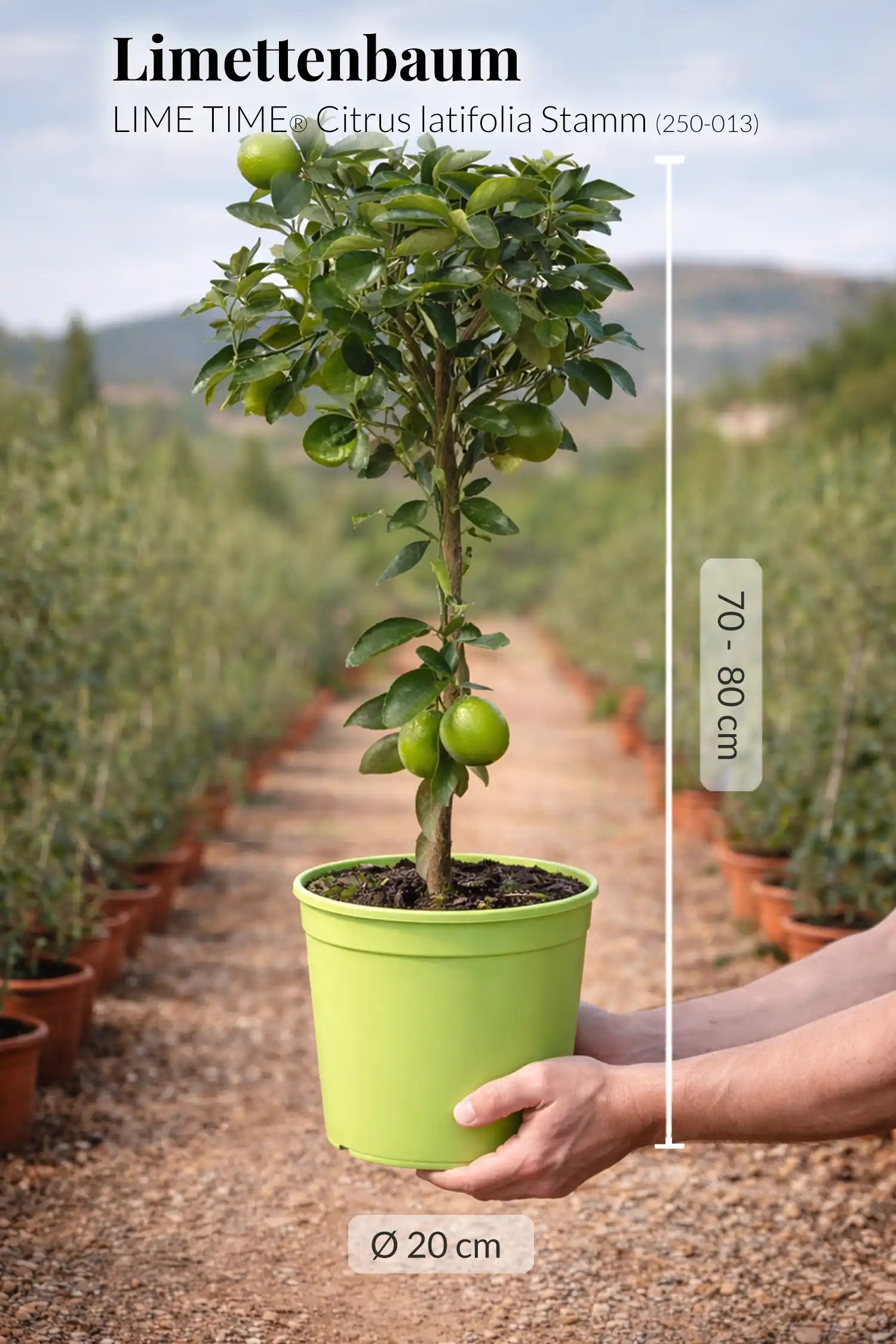großer Limettenbaum mit Früchten frisch von der Plantage