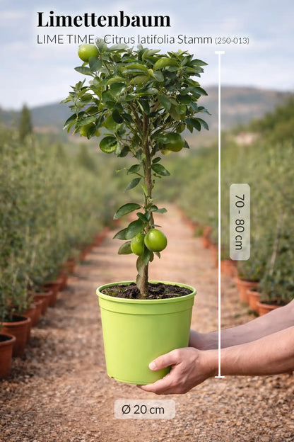 großer Limettenbaum mit Früchten frisch von der Plantage