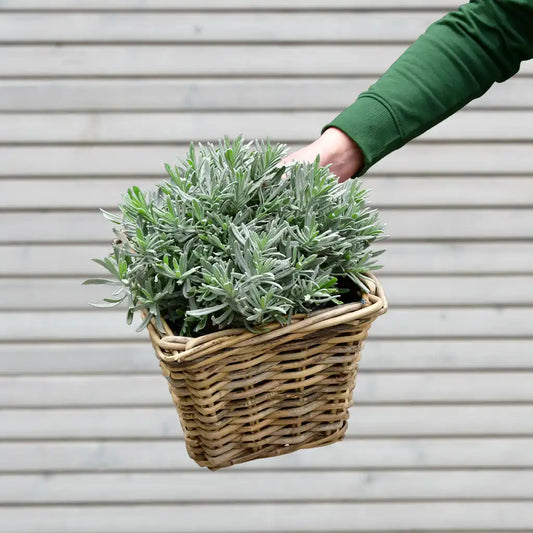 Blauer Lavendel Busch