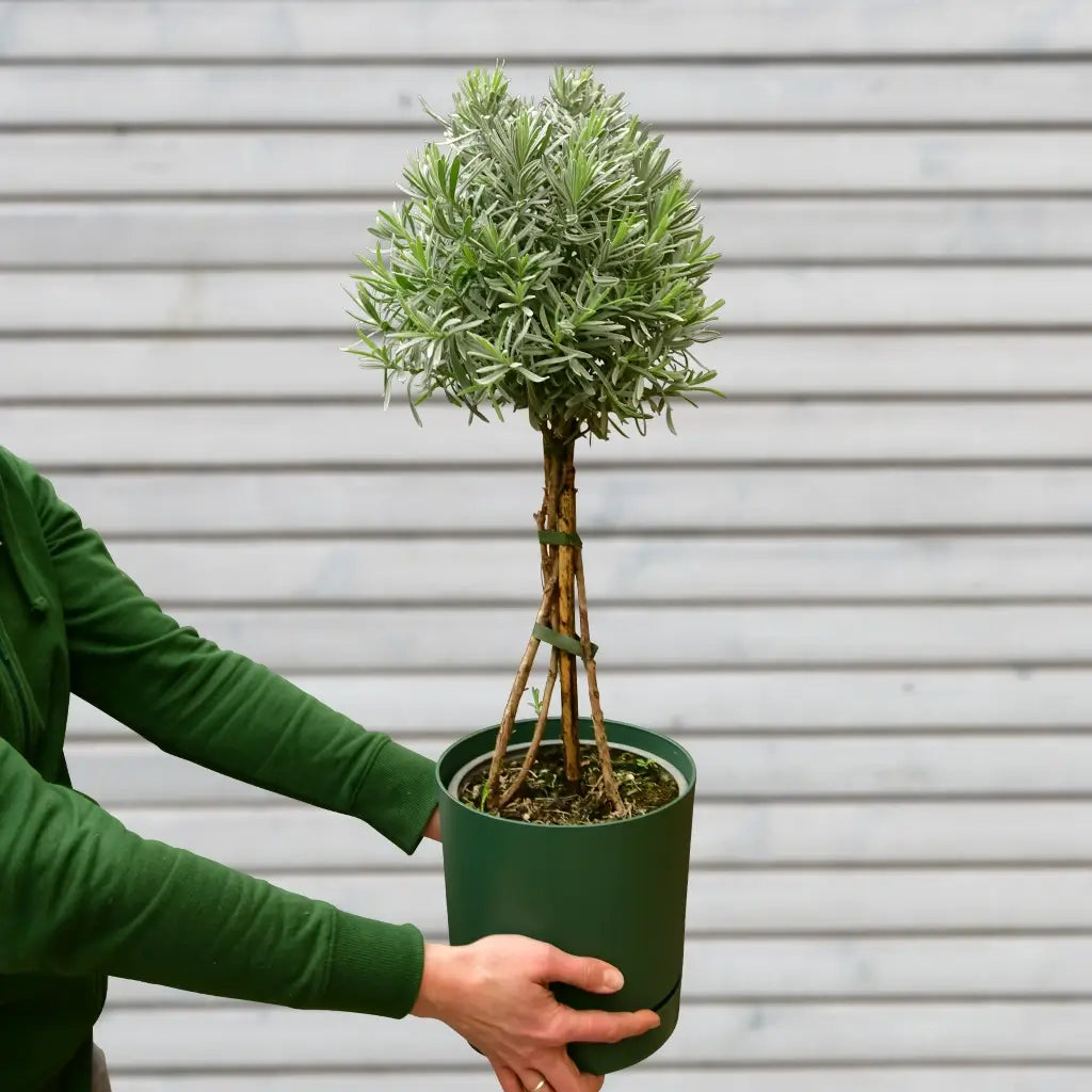 Lavendel in Topf wird von Armen gehalten