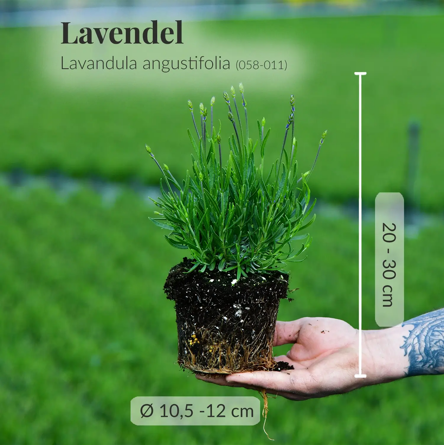 Frischer Lavendel mit Wurzeln direkt beim Gärtner