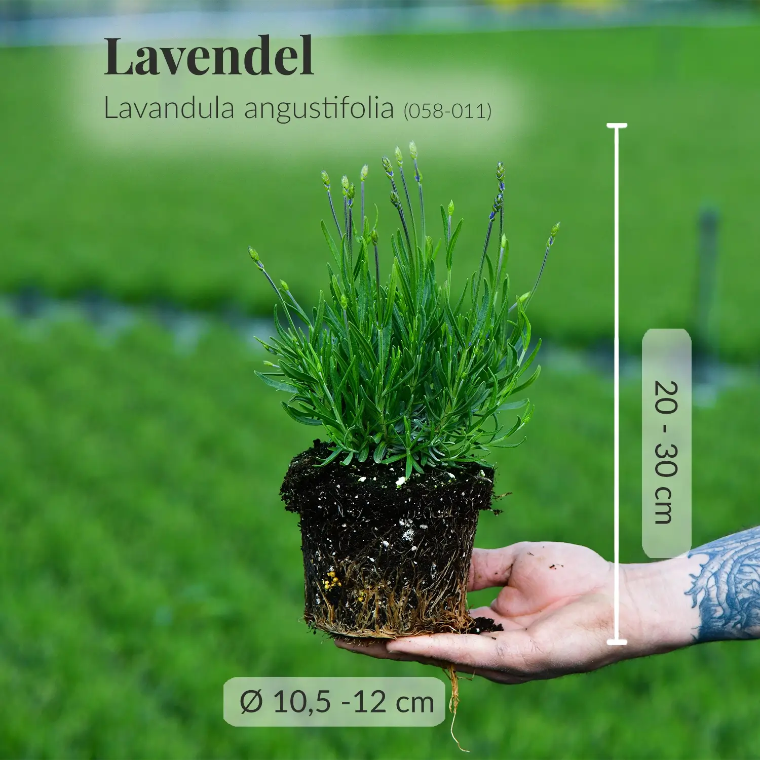 Frischer Lavendel mit Wurzeln direkt beim Gärtner