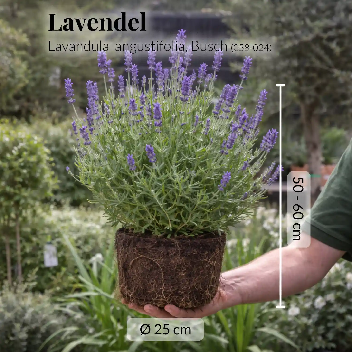 Palettenset 6er Zitronenbaum Mix XL in Dayton