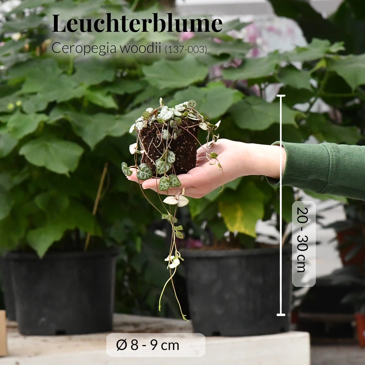 Mix & Match Babypflanzen