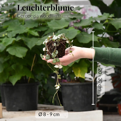 Mix & Match Babypflanzen