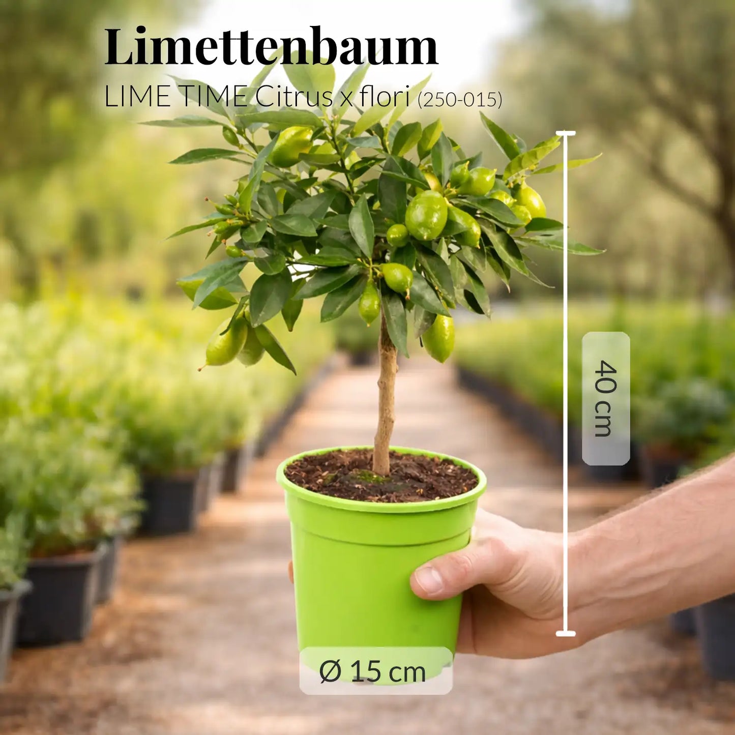 kleiner Limequatbaum Limettenbaum mit Früchten frisch von der Plantage