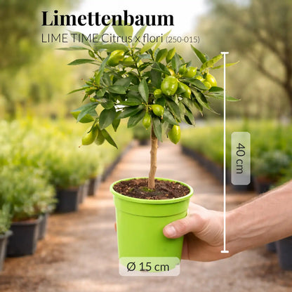 kleiner Limequatbaum Limettenbaum mit Früchten frisch von der Plantage