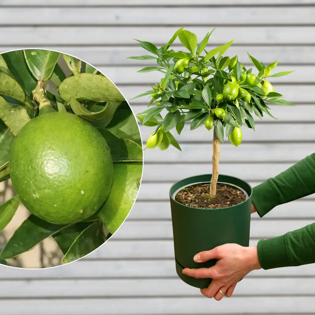 kleiner Limequatbaum Limettenbaum mit Früchten für Draußen