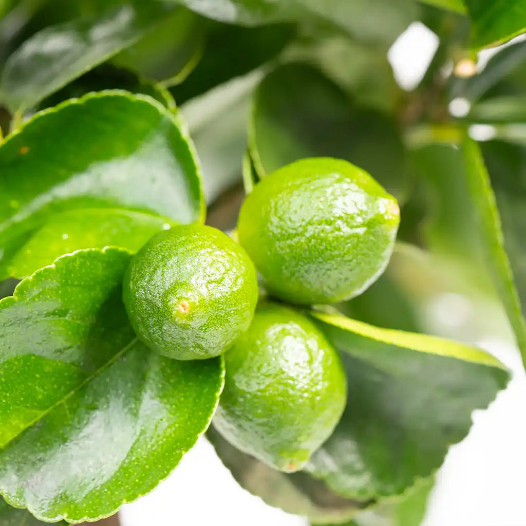 Nahaufnahme von Früchten am Caipi Limettenbaum in der Gärtnerei
