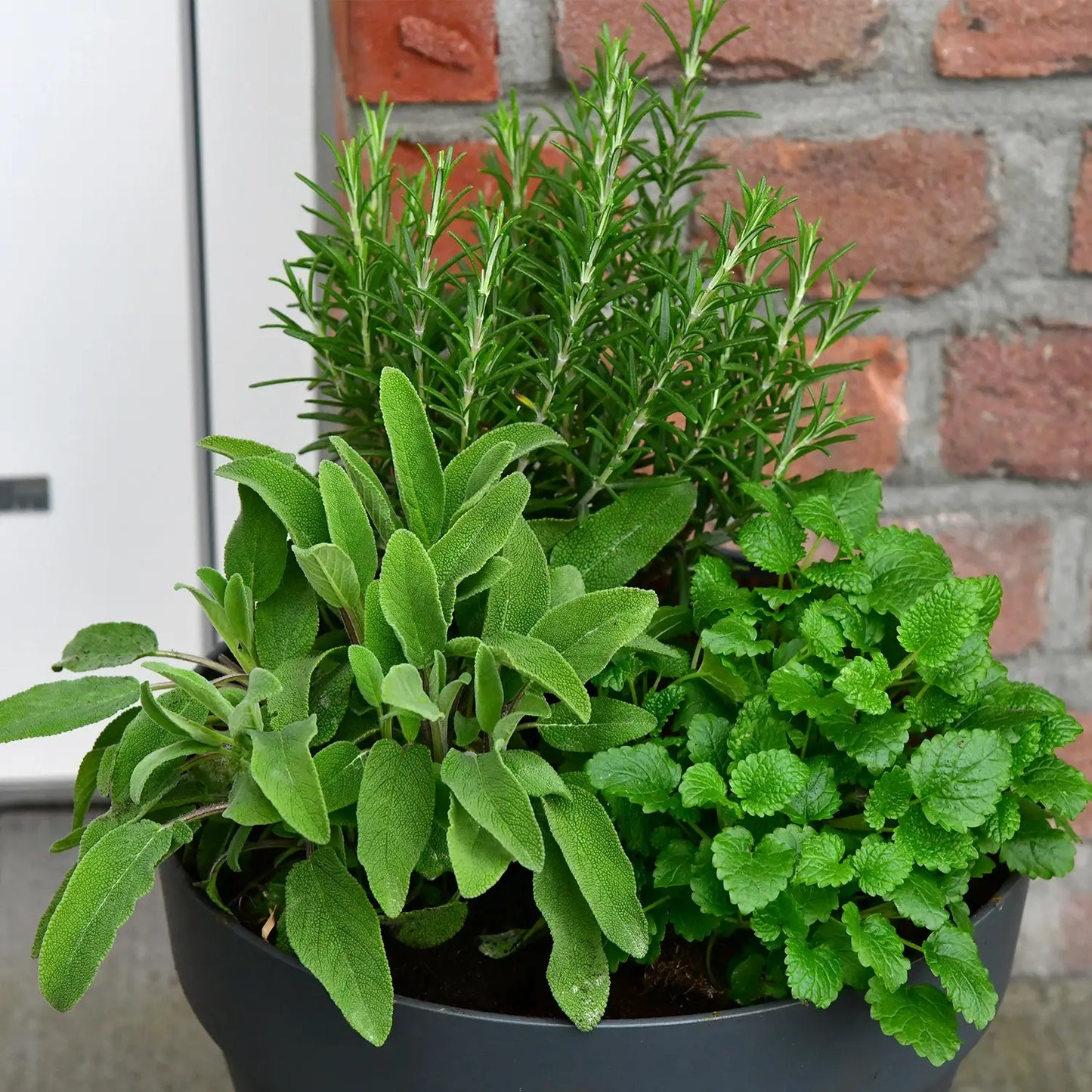 Mix & Match Winterharte Kräuter