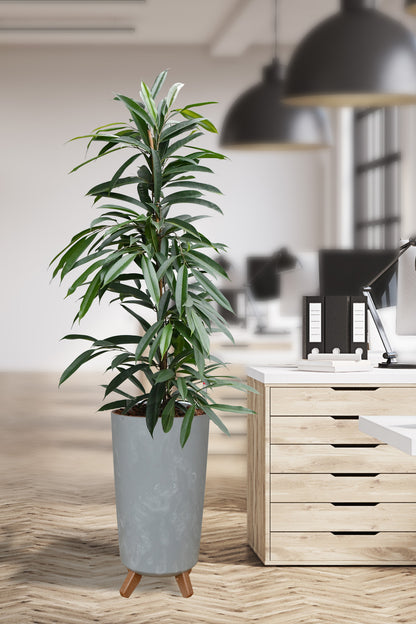 Hydro Kingsize Ficus Amstel King 110-120cm